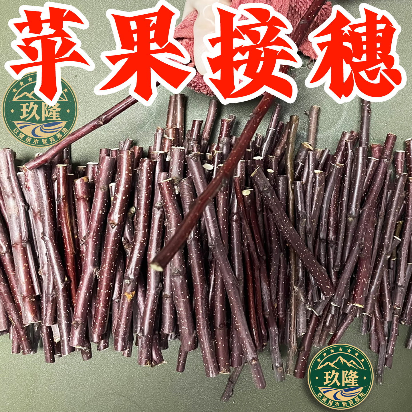苹果接穗嫁接枝条红肉苹果