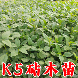 克雷姆斯克K5砧木苗极耐寒抗重茬K5樱桃砧木苗车厘子嫁接专用砧木