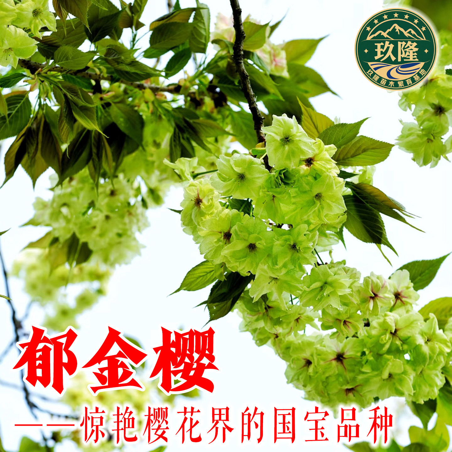 绿樱花郁金樱樱花小苗御衣黄须磨浦普贤象绿樱花日本晚樱樱花树苗