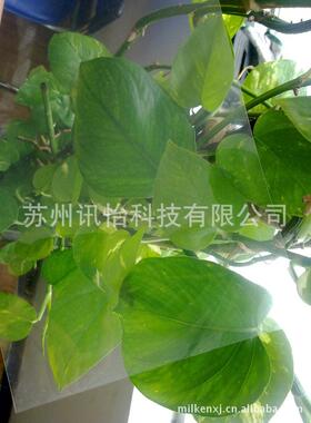 UPM喷墨打印标签Upm不ra纸ASW/RP37flatac亚蓝泰白色光喷墨合成干