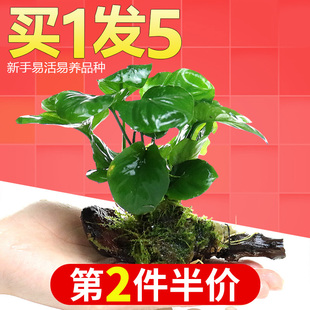 鱼缸里的绿植 水养鱼缸里面的真水草养小乌龟的石头 水草植物懒人