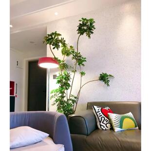 一物一拍鸭脚木 好养花叶大叶伞室内客厅绿植家居盆栽植物吸甲醛