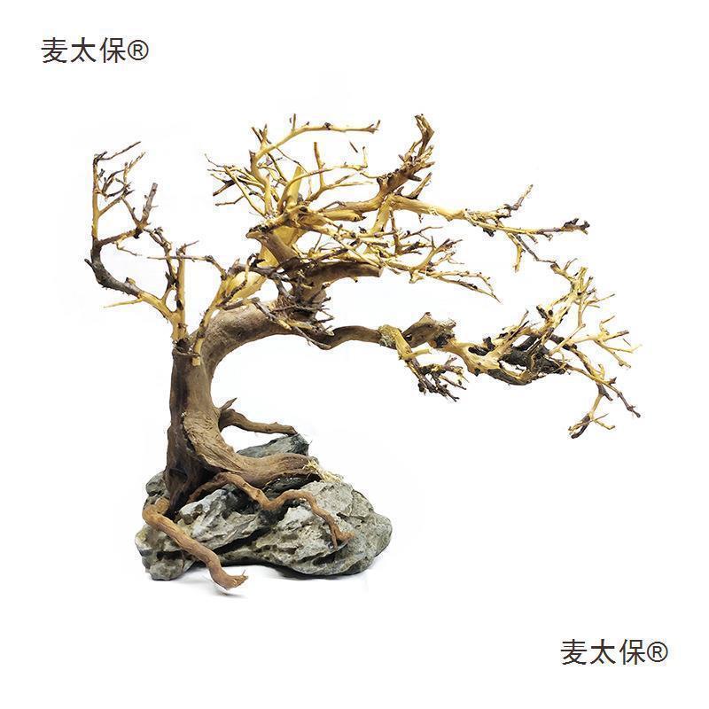 西木沉之莫斯树杜鹃根树泰国枝水PXP族箱造景鱼缸生命树水草麦太