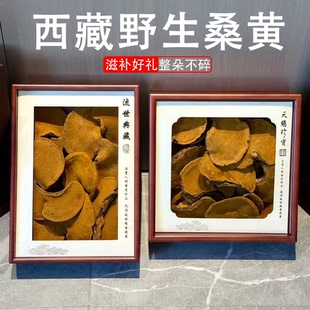 西藏野生桑黄礼盒正品官方旗舰店灵芝中药材央吉莫拉桑黄整朵林芝