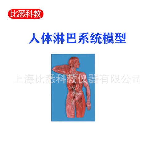 淋巴系统模型