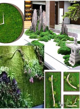 永大生苔藓植物狭叶白墙发藓块植被OJZ草藓干花坪大羽藓灰藓永生