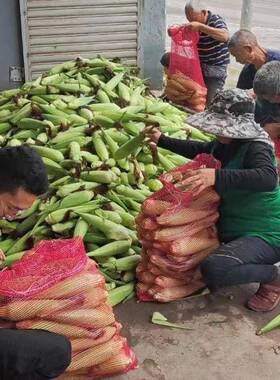 大蒜编UKY织网加厚加葱密玉米封土豆袋洋家禽水果网袋加密自口