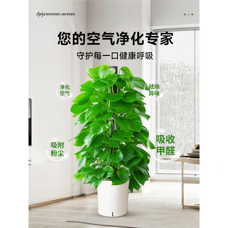 大绿萝绿萝柱柱大盆栽办室内型绿植净化空叶气客厅除甲醛公绿箩四