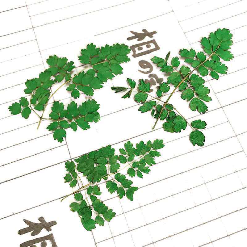 天然植物干花 压花押花铁线蕨 饰品 美甲 浮游瓶 配花