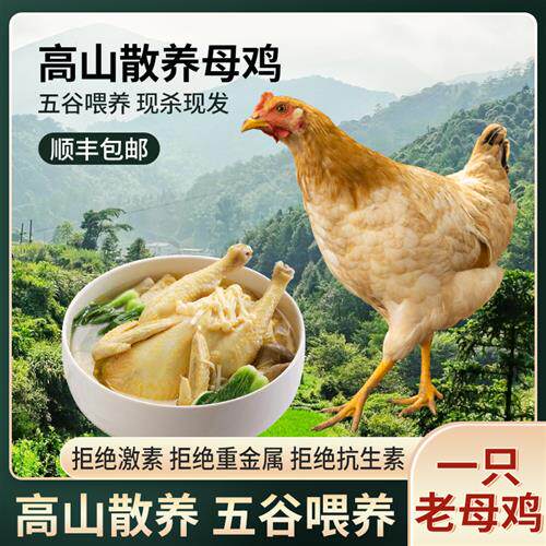 正宗土鸡农家散养一年半老母鸡皖南草鸡自养活鸡现杀月子鸡笨鸡