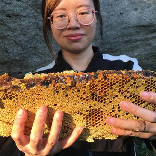 大别山野生蜂巢蜜百花蜂蜜老蜂巢嚼着吃纯正天然农家自产土蜂蜜