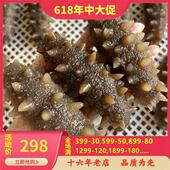 冷蒸即食不包冰不泡药 独立包装 鲜食海参500克 大连底播刺参辽参