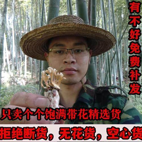 大别山精选新鲜金蝉花野生2024年新货特级蝉花中药材虫草粉可泡酒