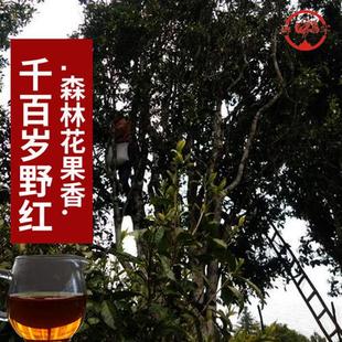 千岁红大古树野生滇红茶头采】2025大臻云南真正森林果香原始珍稀