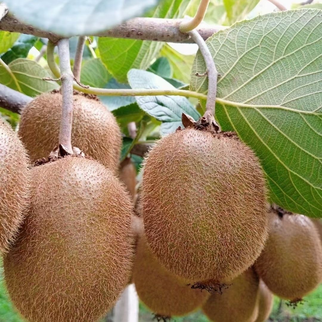 正宗陕西眉县徐香猕猴桃孕妇宝宝水果小果