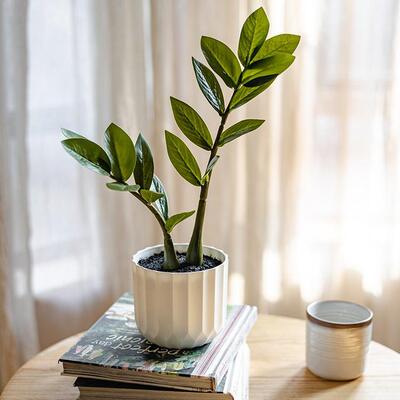 11HH3612仿装真铜钱草金钱叶居植物假花饰栽盆景家客盆厅餐厅软装