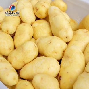 波浪毛刷式 M600备皮红薯清洗去可机求尺寸按要定 红薯设TS