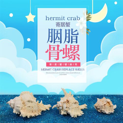天然海螺贝壳赤旋螺胭脂螺红口骨螺七角螺家居摆设鱼缸造景装饰