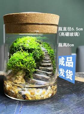 闷养生态瓶苔藓迷你玻璃瓶辣椒蟹爬虫饲养微景观阶梯造景成品发货