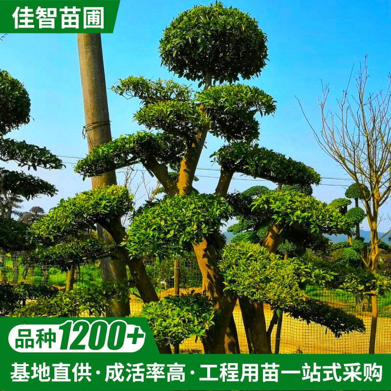 基地供应造型杜英桩别墅庭院绿化园林工程2.5-3.5m杜英苗木桩批发