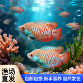 招财丽丽鱼五彩丽丽鱼淡水冷水鱼新手招财鱼宠物鱼好养耐活不打氧