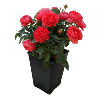 天狼月季茶花女果汁阳台2.5升盆栽四季庭院植物花卉玫瑰花苗