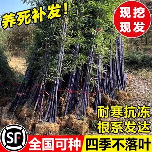 紫竹苗竹子苗庭院四季耐寒植物矮化观赏室外耐热竹子老根盆栽绿植