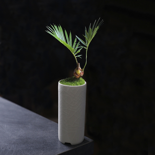 竹柏盆景盆迷你小花盆陶瓷植物室内花卉办公室桌面四月草绿植花器