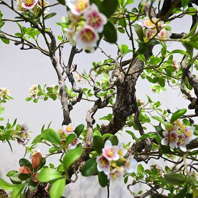 仿海岛春花绿饰植室内装造景落地树摆件大型简约假仿真树真SHT景