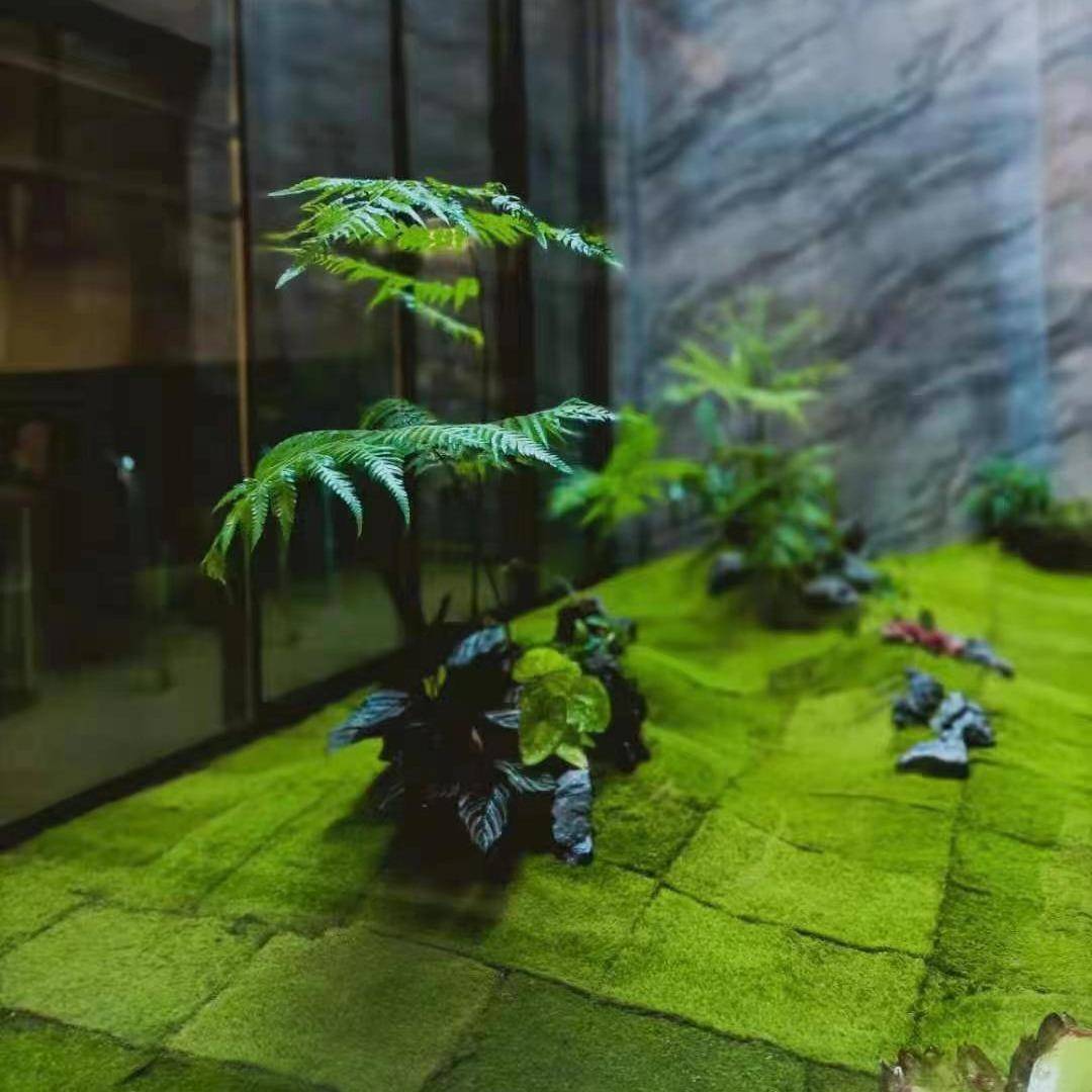 鲜人活工短绒生植RPX物铺面室内微景观真苔藓态藓瓶水陆雨林缸造
