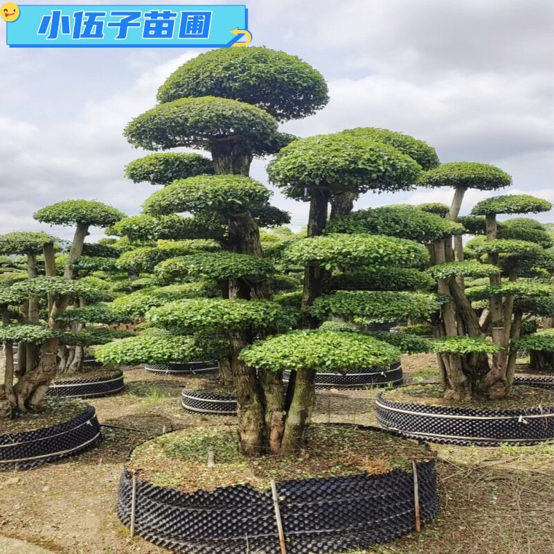 小叶女贞2.5-3米园林工程苗
