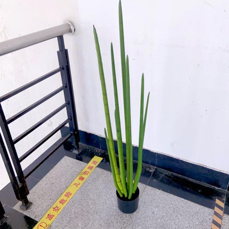 仿真骨仙人掌龙尾草龙草盆栽长草热带沙漠植蛇青物89151-12造景多