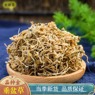 垂盆草500g新鲜干货泡水煮水垂盆草新货吊吊草用垂盆草茶旗舰店