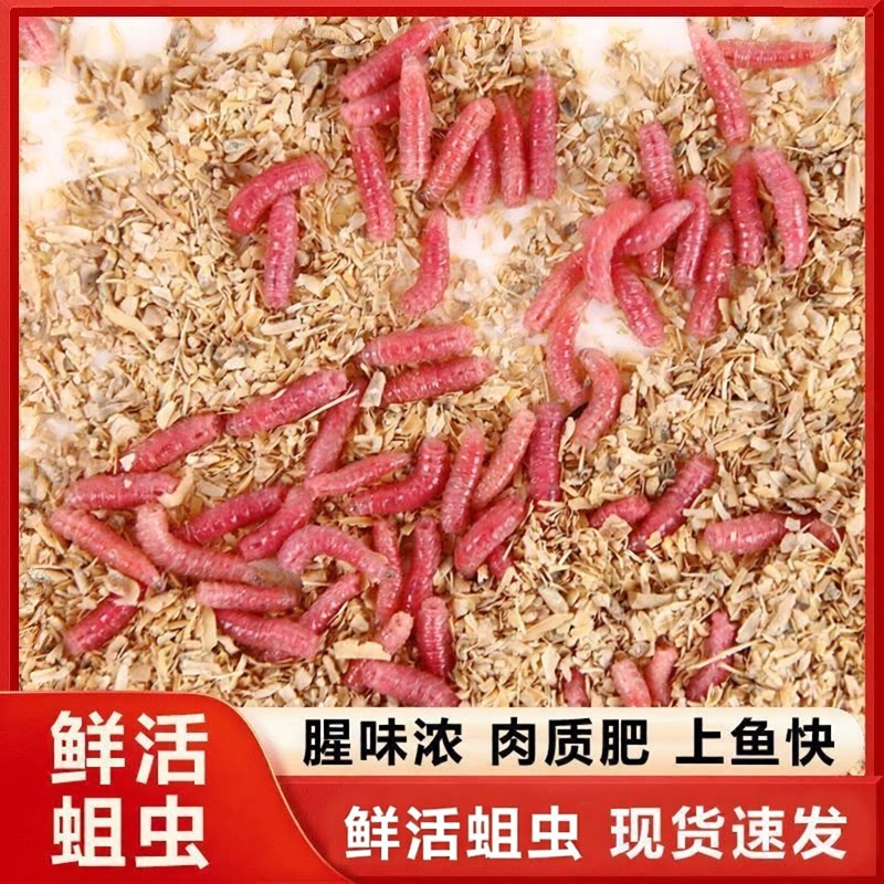 新鲜红蛆虫钓鱼活饵鲜活溪流公鱼马口石斑鱼白条红虫鲫鱼饵料野钓