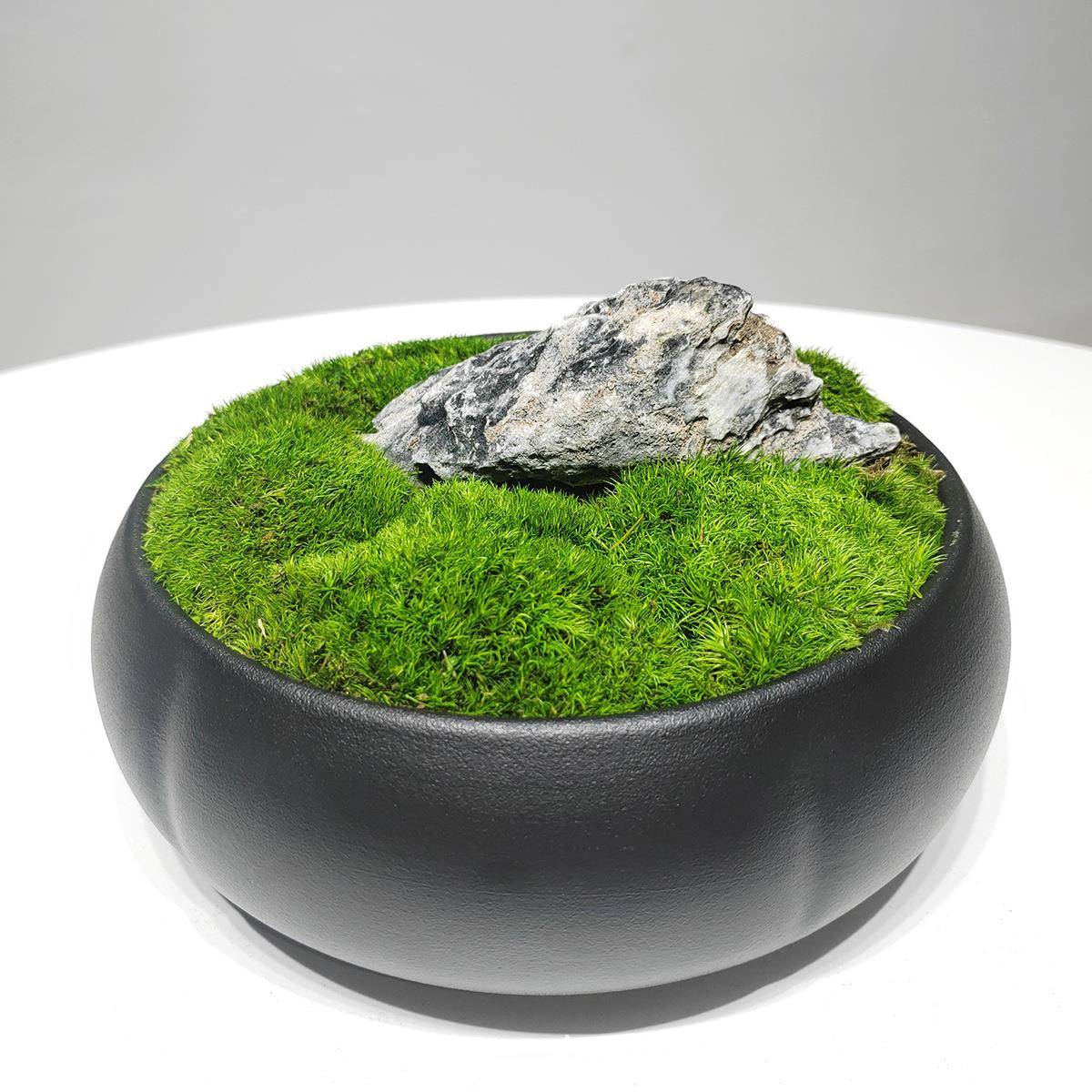 新中苔式几永生LHT青茶苔桌面微景观藓盆景客厅装饰样板房摆设摆