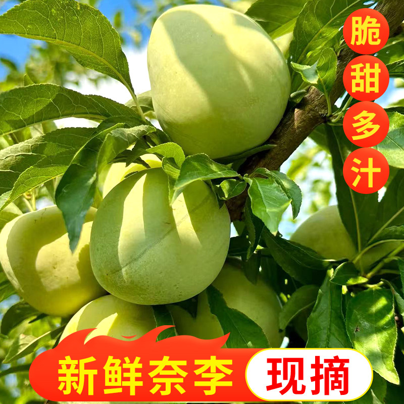 正宗麻阳奈李5斤现摘脆甜
