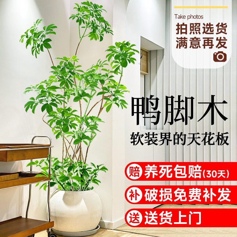 鸭脚木客厅大型绿植物盆栽室内落地大棵八方来财招财旺宅盆景摆件