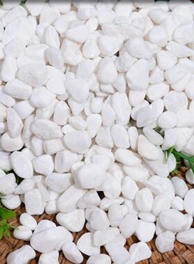 色鹅NIB石雪白花白卵多肉盆栽面机制雨花石鱼缸造景水池铺白石子