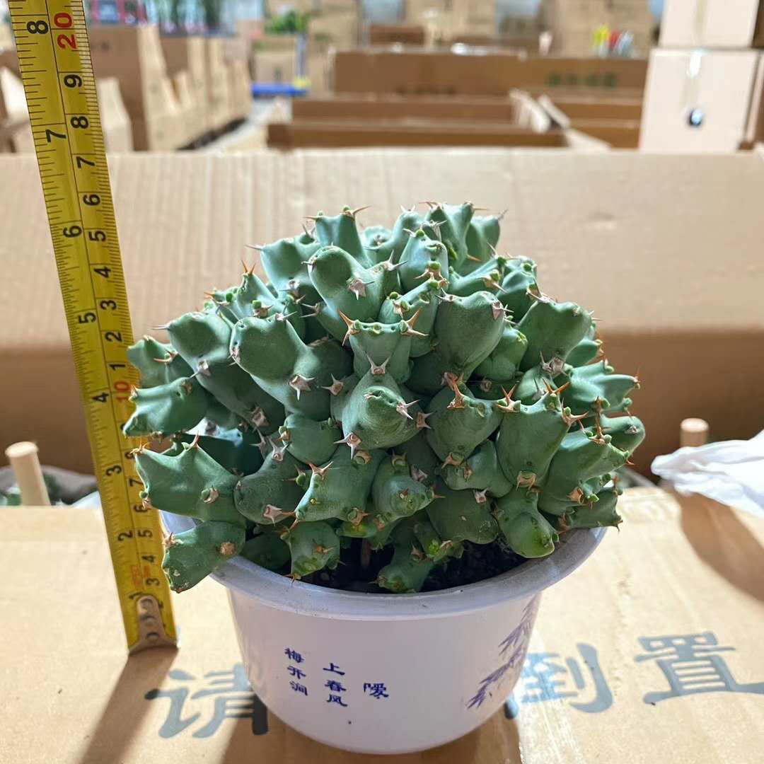 【基地直供】仙人球多肉植物桌面小盆栽 居家绿植 丘栖大戟