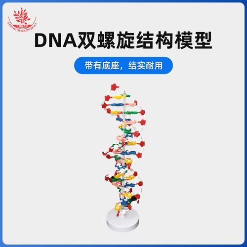 DNA双螺旋结构模型教学仪器带底座60公分碱基对遗传基因DNA模型