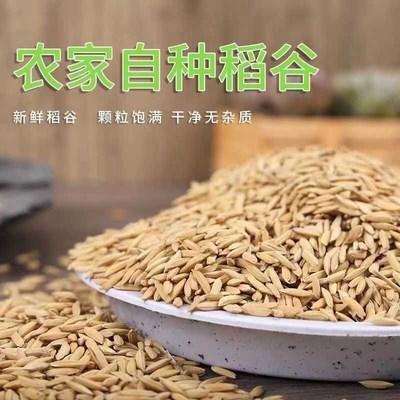 24年优质50斤长稻谷碾米粮食稻谷带壳杂粮喂鸡鸭鹅鸽鸟仓鼠饲料