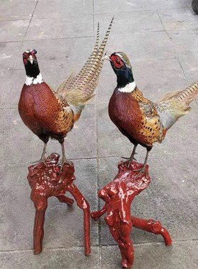 新全真七彩山鸡标本静态雉鸡工艺品摆件家禽模型博物馆展览装饰品