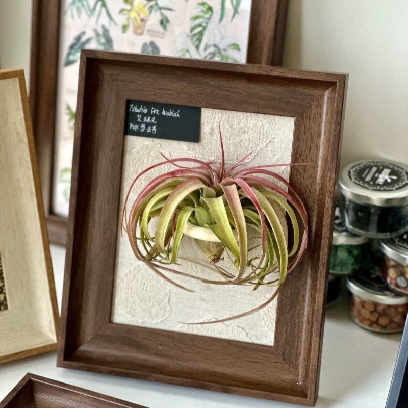 空气凤梨手工定制胡木色绿植相框艾瑞克(含艾瑞克,鲜花速递/花卉仿真/绿植园艺,红掌/凤梨/温室花卉,淘宝优惠券,粉丝福利购,淘宝优惠卷