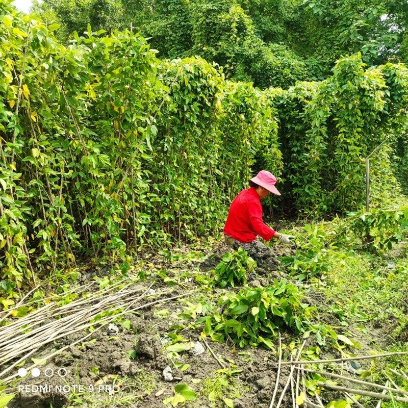 油麻藤小杯苗20棵,牛马藤苗1.5米长,庭院遮阳爬藤植物四季常绿,鲜花速递/花卉仿真/绿植园艺,绿植,淘宝优惠券,粉丝福利购,淘宝优惠卷