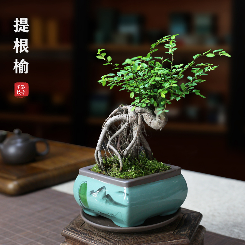 小叶榆树盆景提根造型榔榆老桩植物办公室茶几桌面绿植盆栽树苗