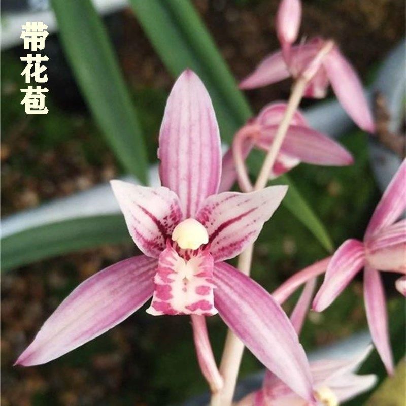 【市长红】兰花 建兰四季兰 传统铭品 兰花苗 四季兰浓香花卉好养