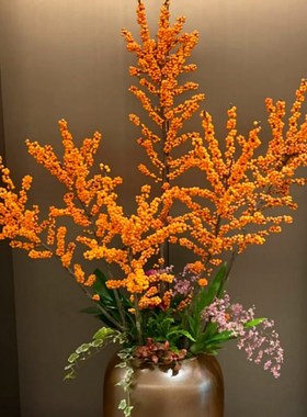 北美冬青冬黄盆栽树苗带黄色果橙色果年宵花老桩盆景室内耐寒花卉