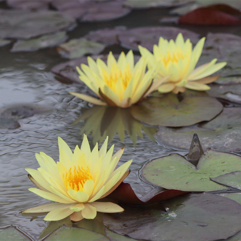 【品瓦力】睡莲水生植物 水缸池塘庭院 耐寒睡莲块茎 莲痴瓦力