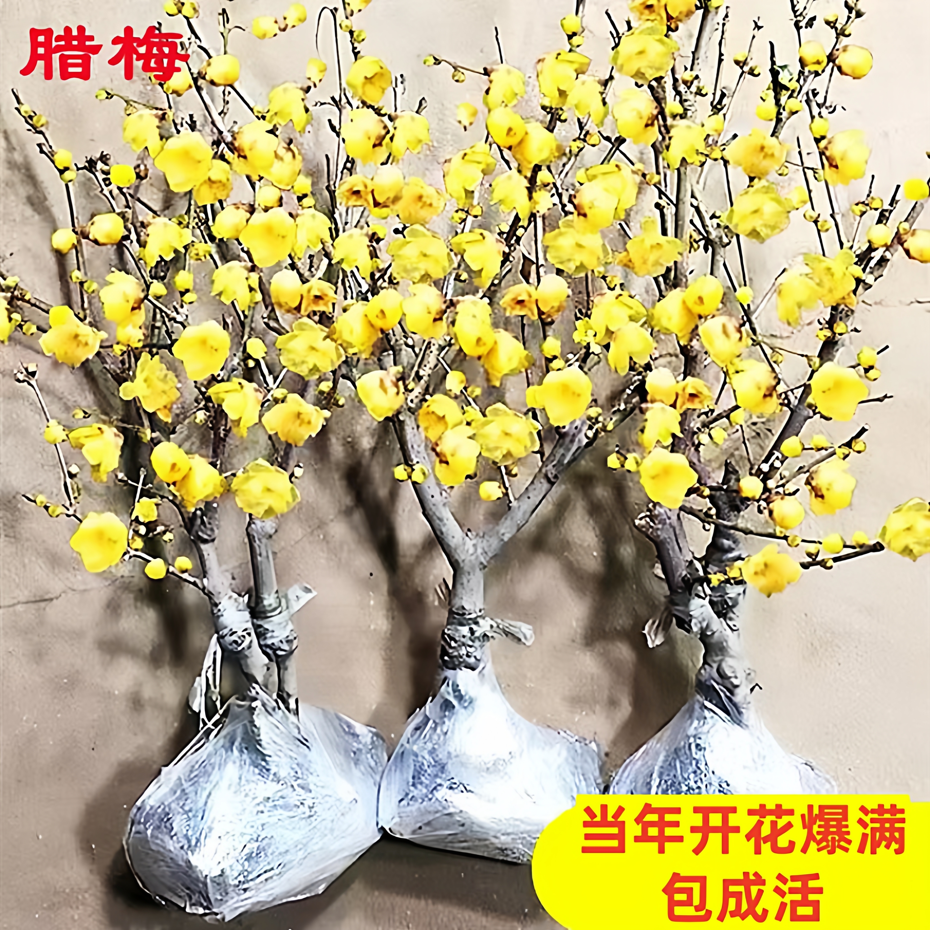 腊梅花树苗盆栽素心腊梅黄梅红梅绿梅老桩花卉盆景耐寒原生梅花桩