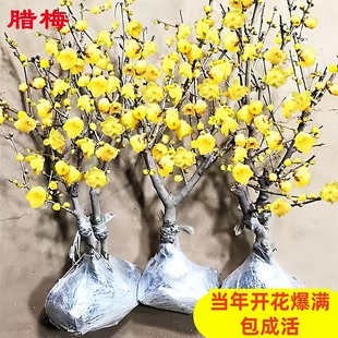 腊梅花树苗盆栽素心腊梅黄梅红梅绿梅老桩花卉盆景耐寒原生梅花桩